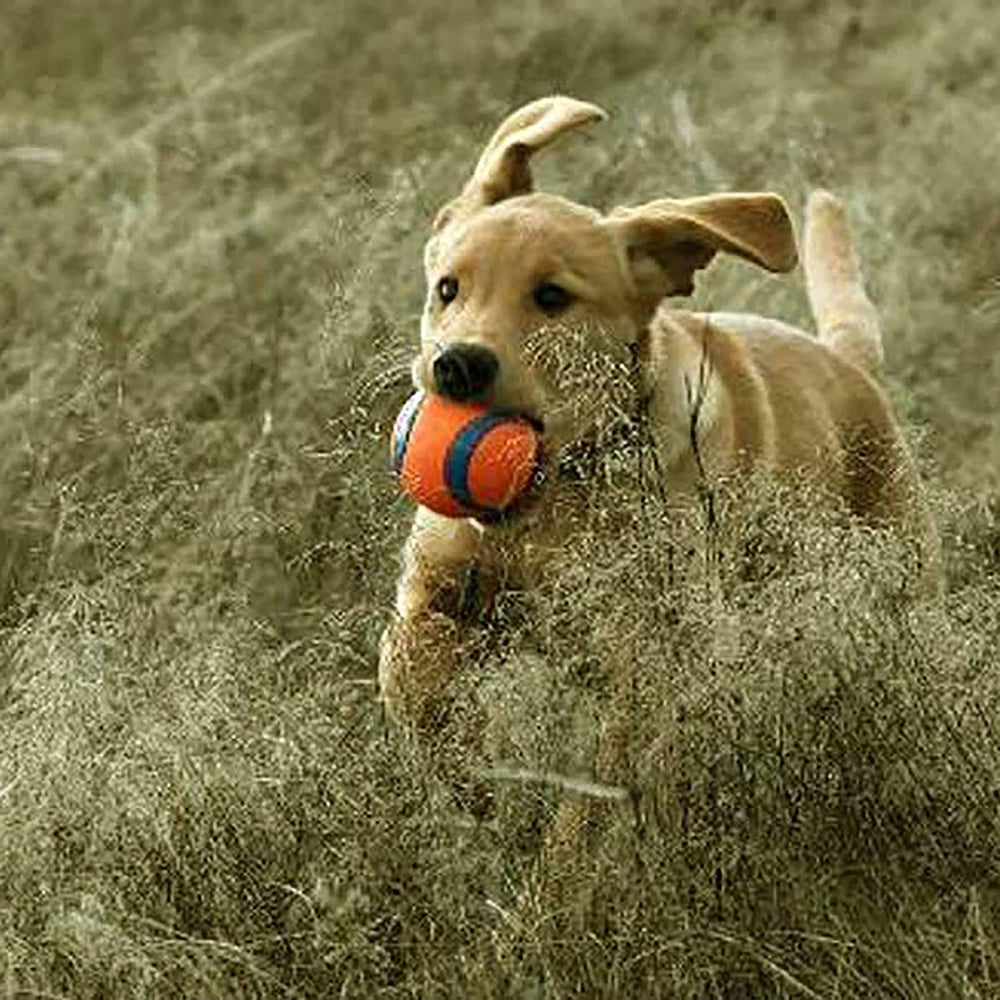 Chuckit Ultra Ball floats on water for splashy retrieves