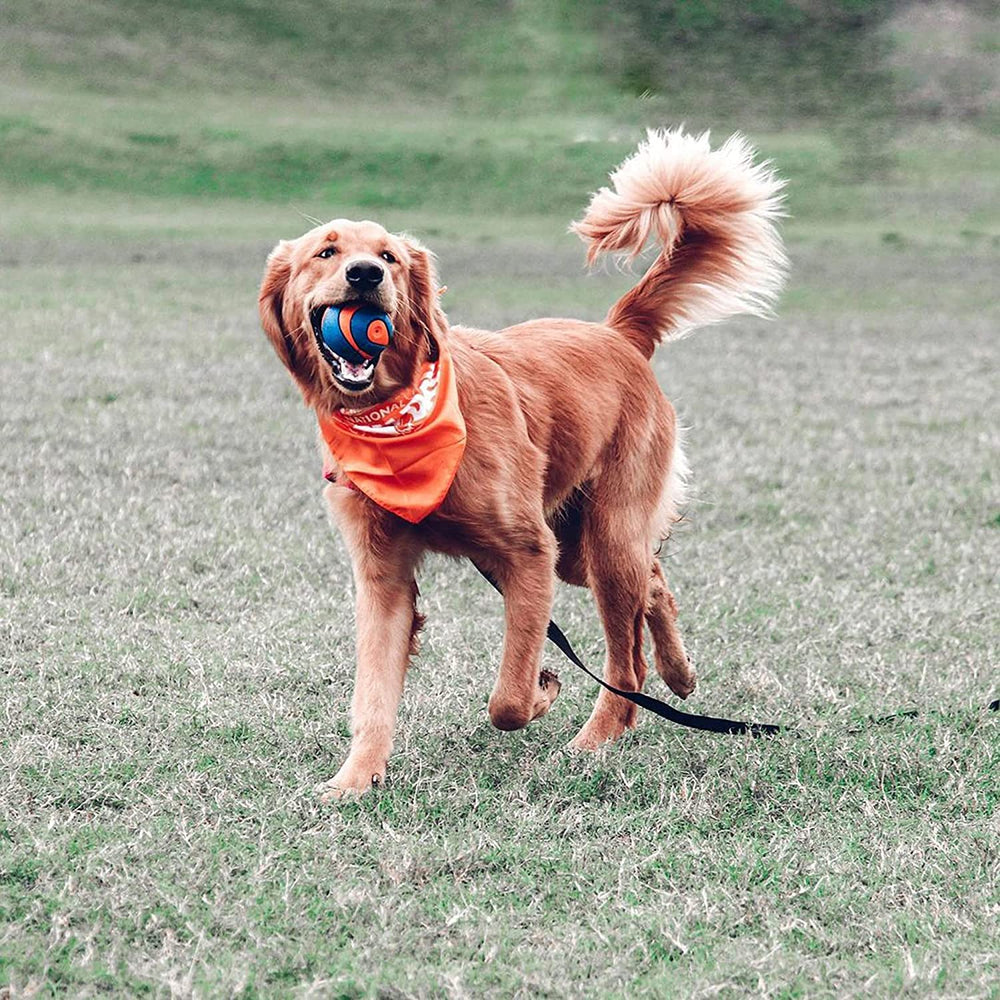 Chuckit! Ultra Squeaker Ball durable rubber that's easy to clean.