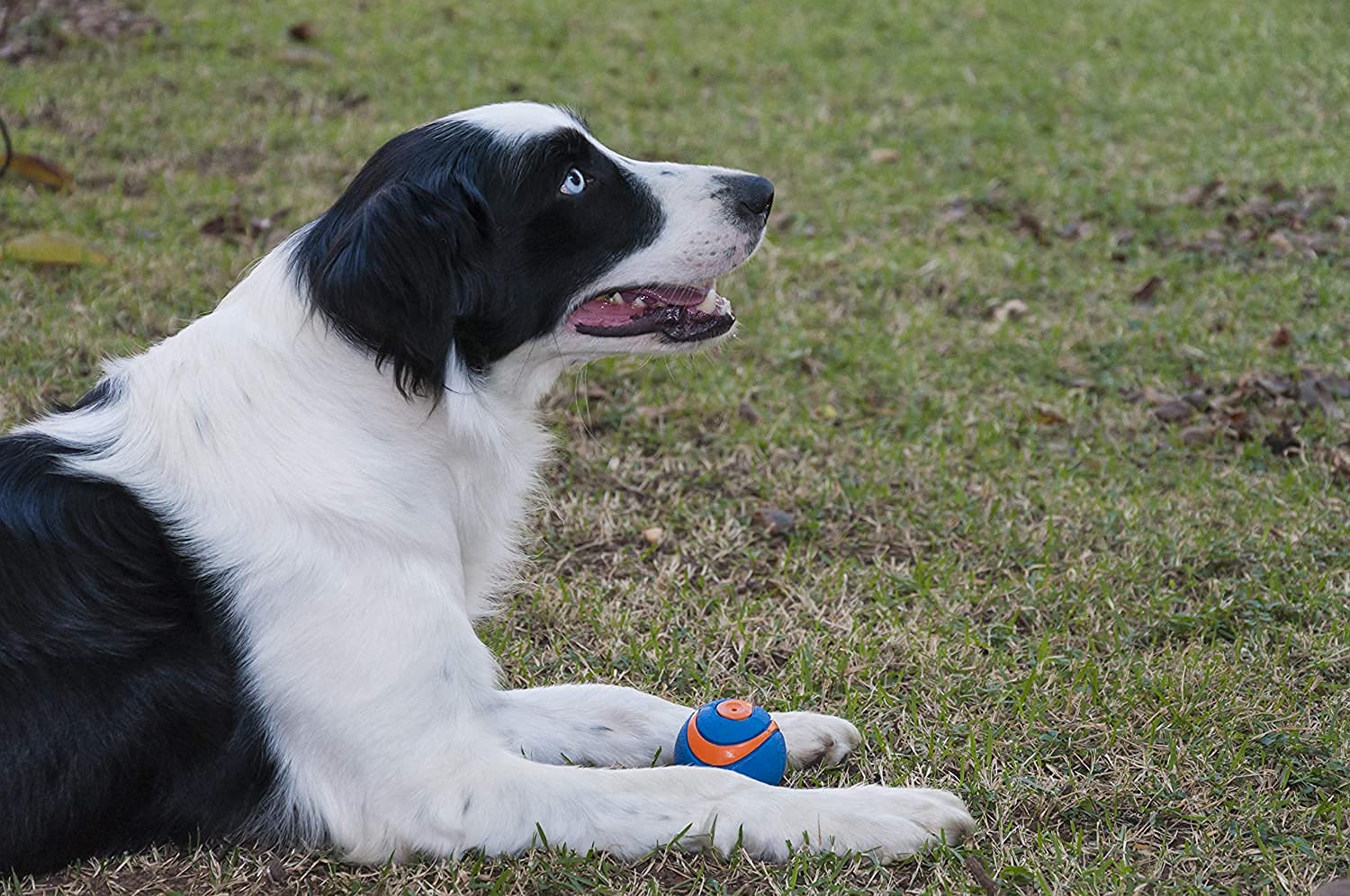 Chuckit! Ultra Squeaker Ball pack3 image showcases value in a three-ball set.