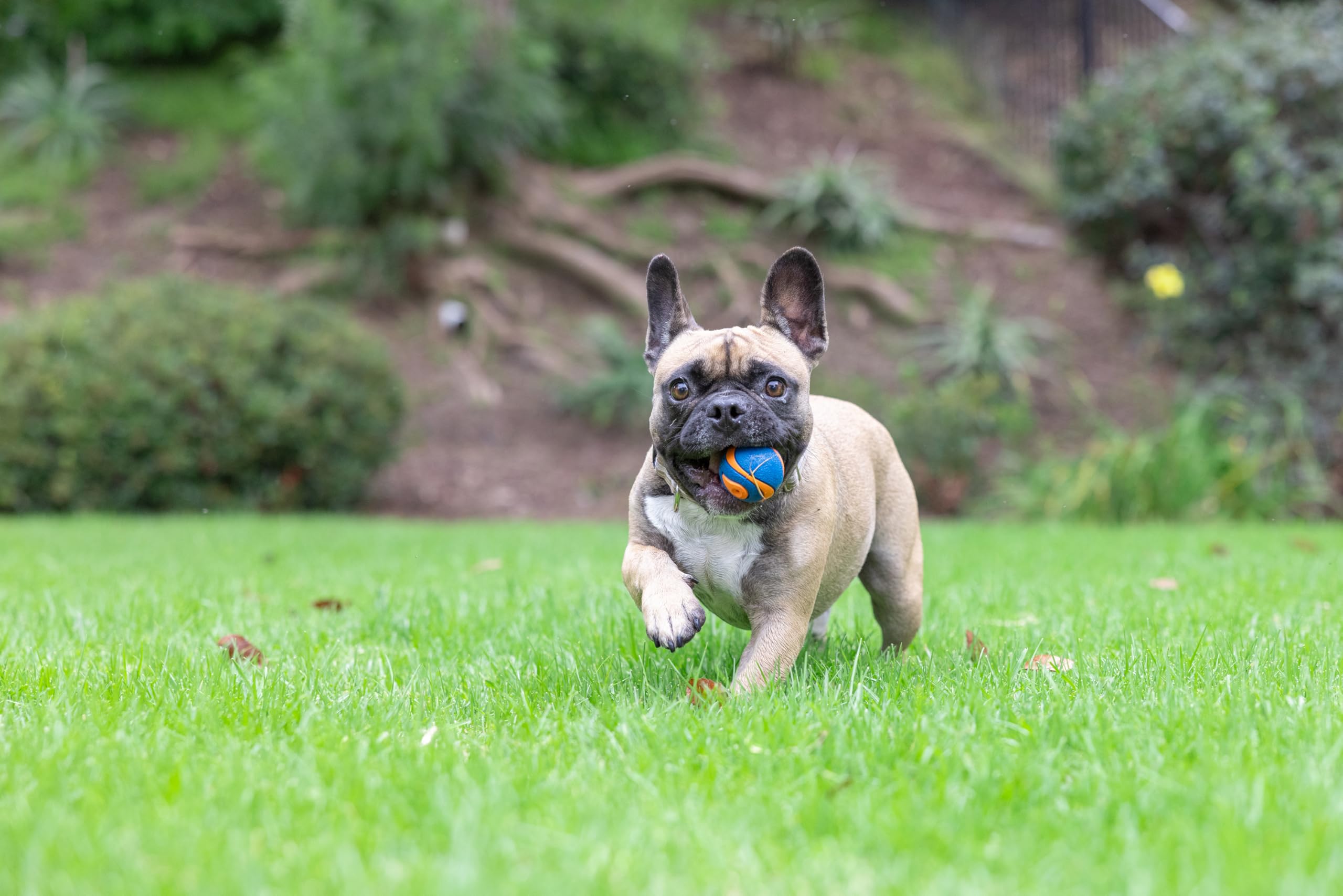 Chuckit! Ultra Squeaker Ball bright colors capture attention for outdoor visibility