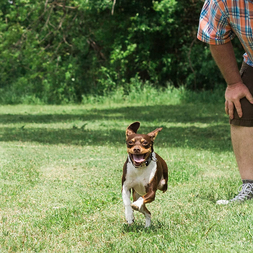 Chuckit! Ultra Squeaker Ball Small dog carries ball during play