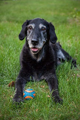Chuckit! Ultra Squeaker Ball Small floating on water during play