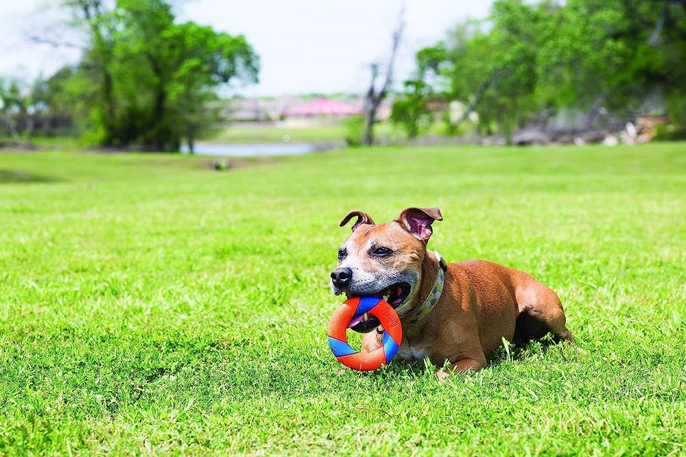 Chuckit Ultra Squeaker Ring delivers rewarding squeak during joyful fetch