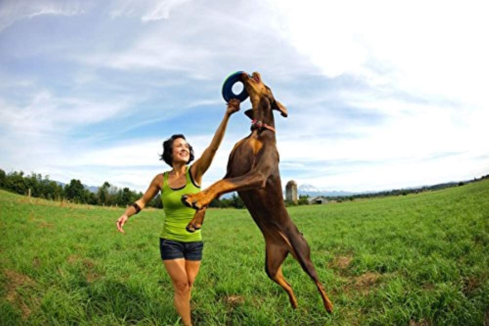 Chuckit Zipflight Amphibious Flying Ring dog play scene shows interactive exercise