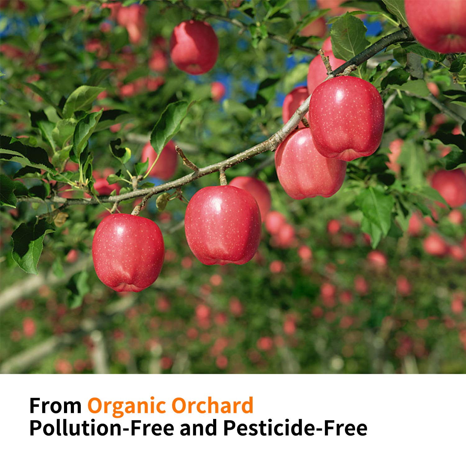 CHUHUAYUAN Apple Sticks – natural, pesticide-free chew for daily enrichment.