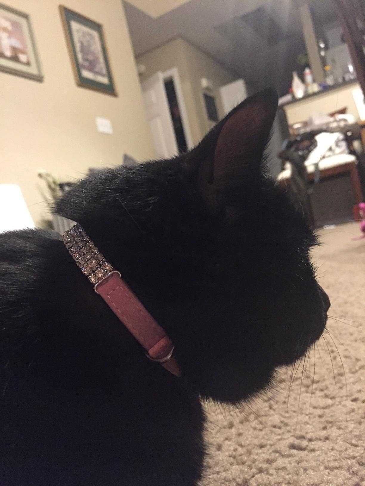 CHUKCHI pink velvet collar offers fashionable personalized look for pets