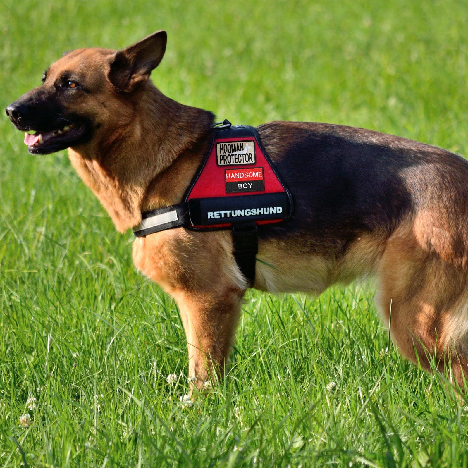 Chunyin patches applied on collar-harness setup showing secure fit.