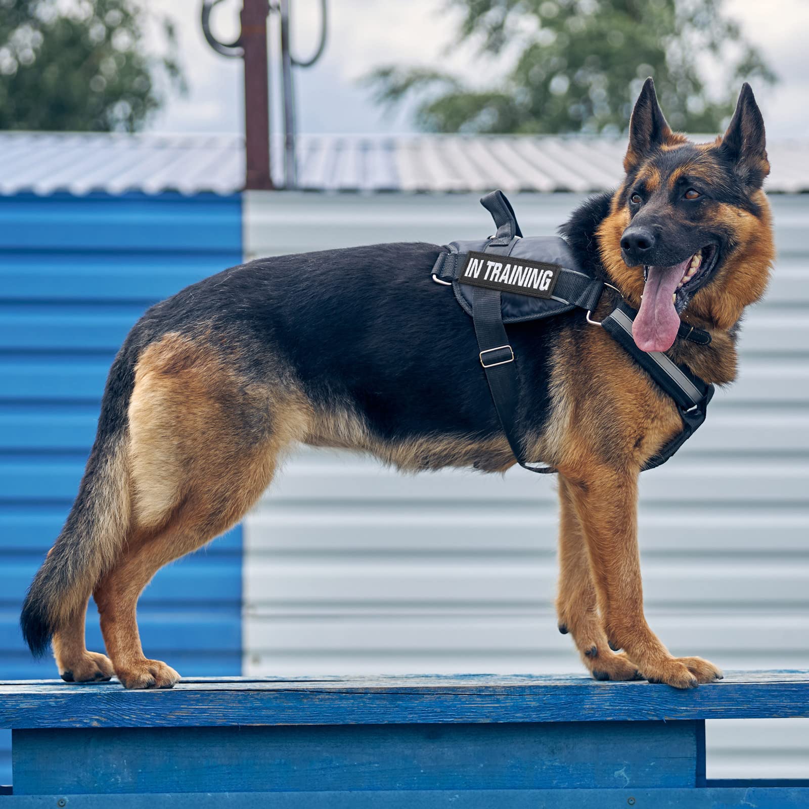 Chunyin patches on a dog's vest showing removable design for easy updates