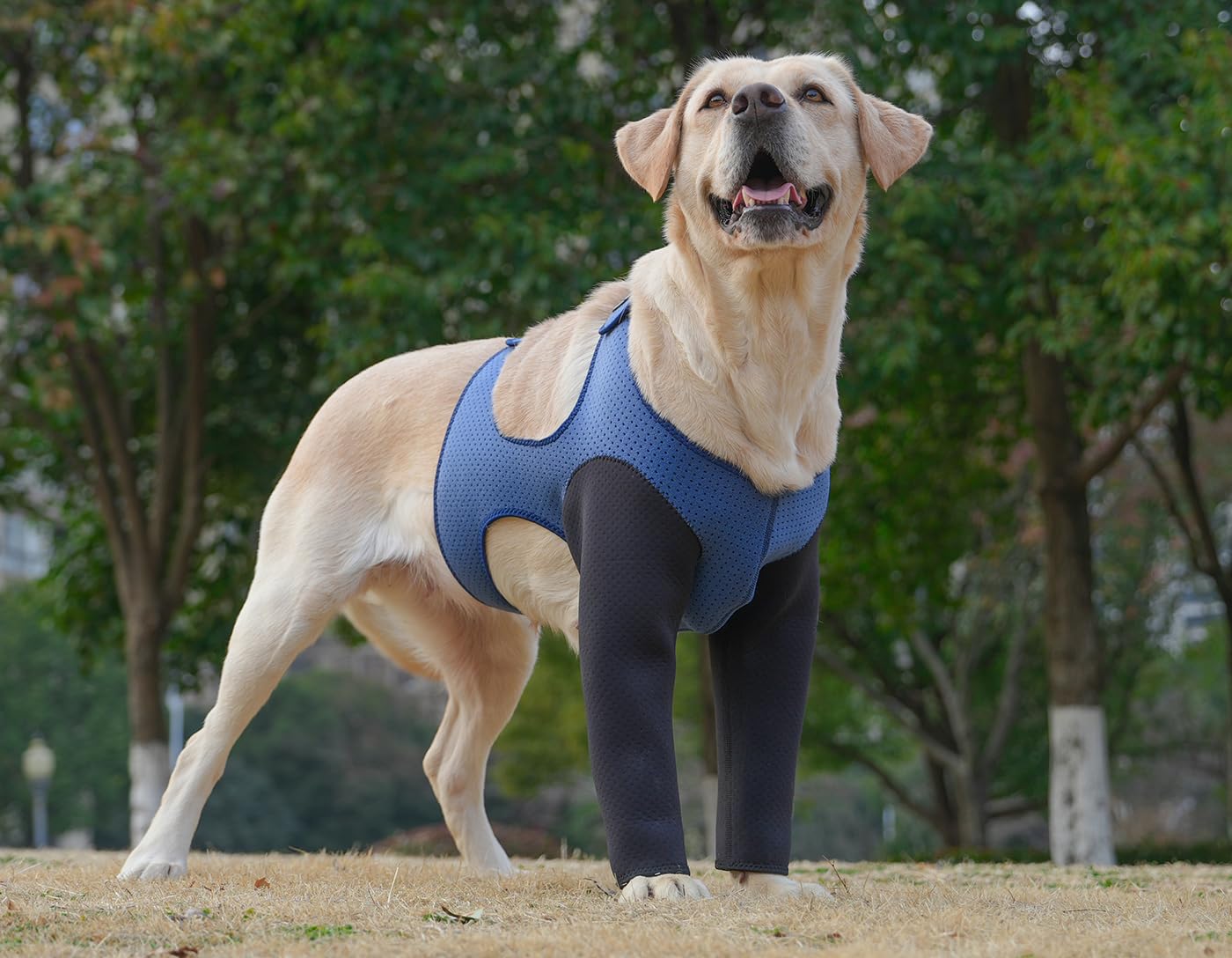 Cilkus durable-washable dog sleeve in use demonstrates reliable front-leg protection for home and outdoors