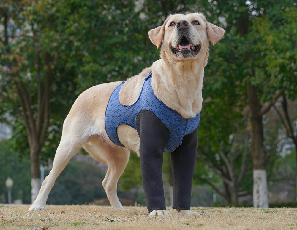 Cilkus durable-washable dog sleeve in use demonstrates reliable front-leg protection for home and outdoors