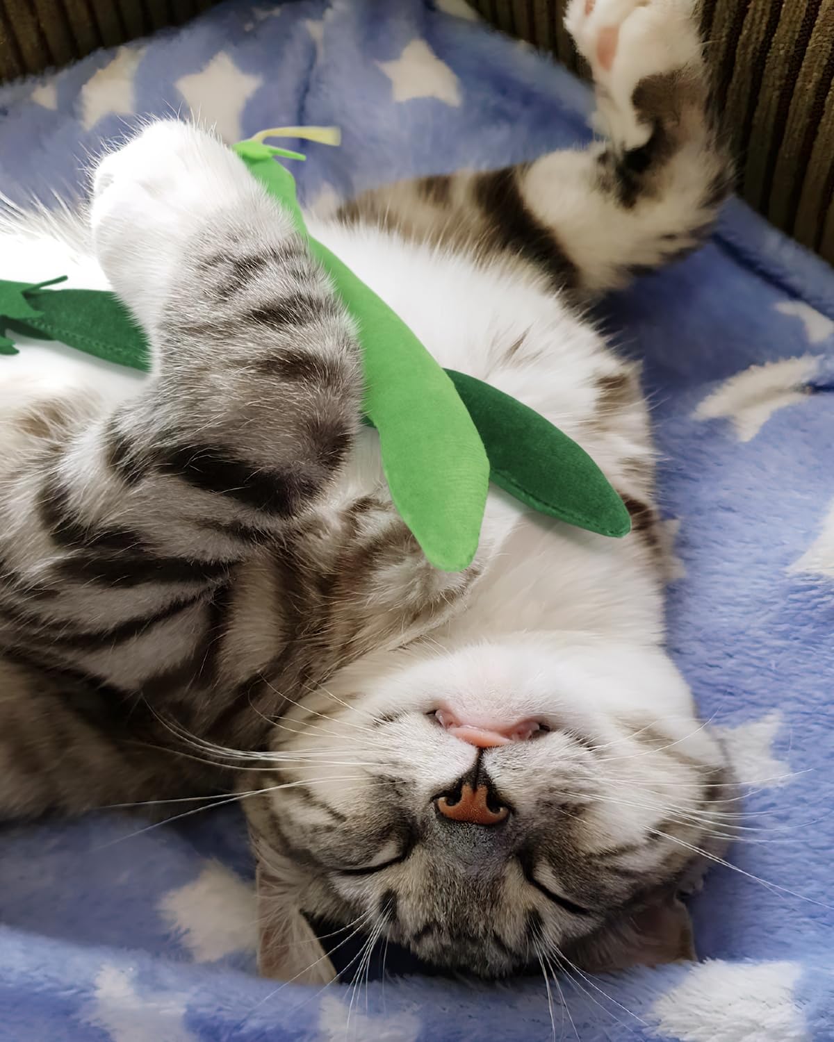 CiyvoLyeen bean-shaped catnip toy promotes playtime during indoor afternoons.