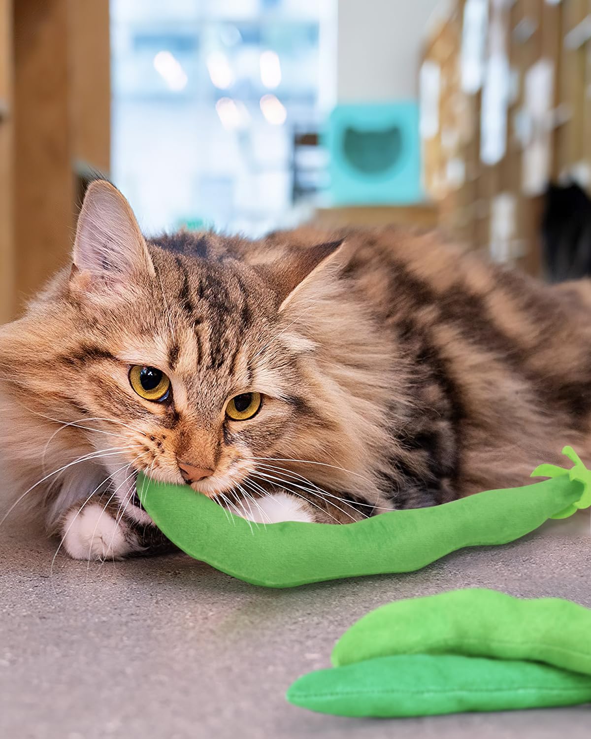 CiyvoLyeen catnip-filled toys invite relaxed bonding during quiet evenings.