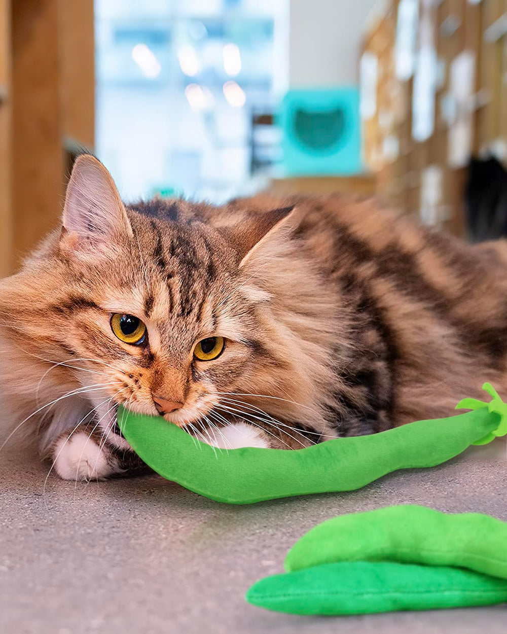 CiyvoLyeen catnip-filled toys invite relaxed bonding during quiet evenings.