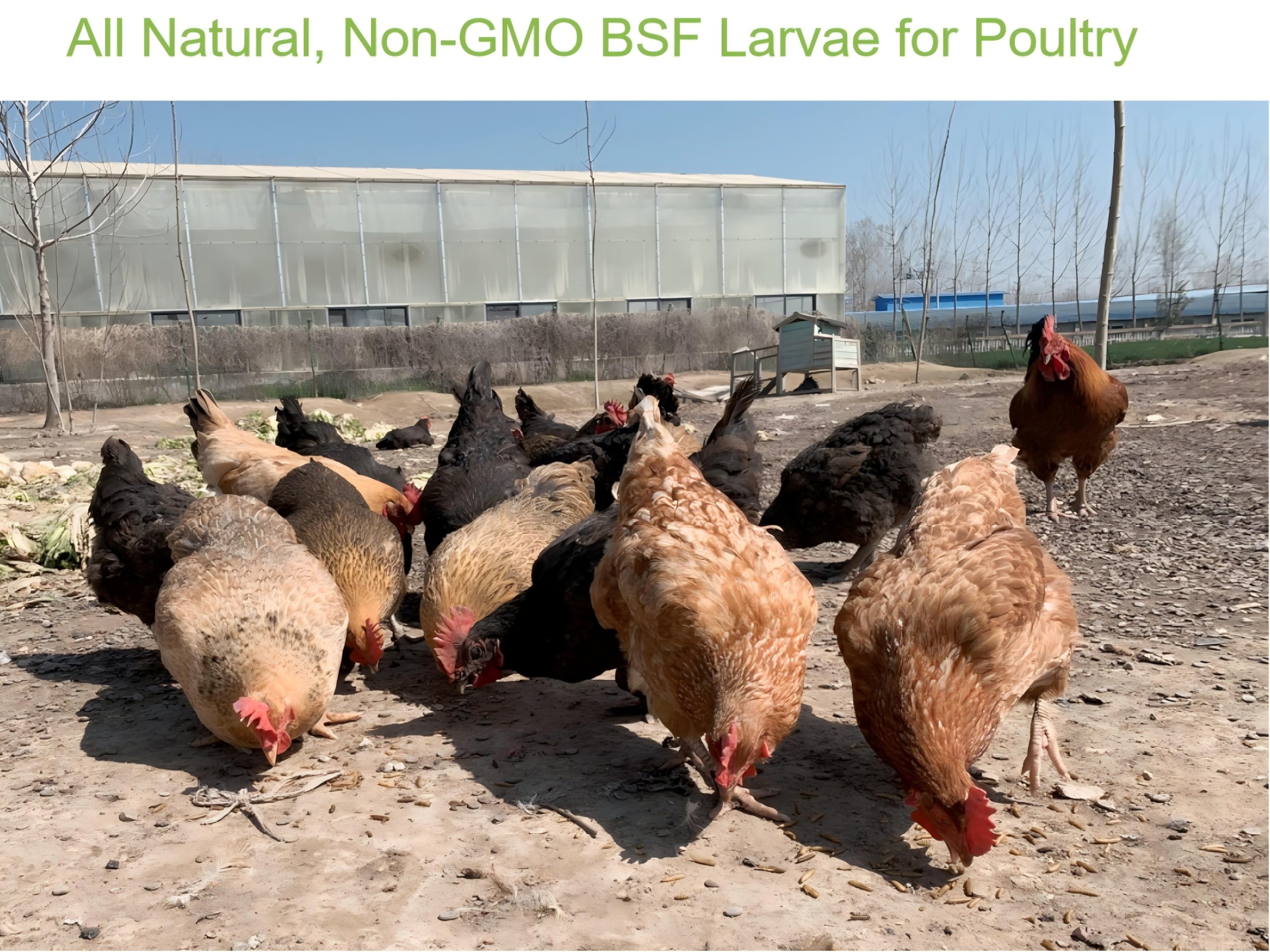 Classic Flock BSF larvae digestible soft exoskeleton suited for all ages.
