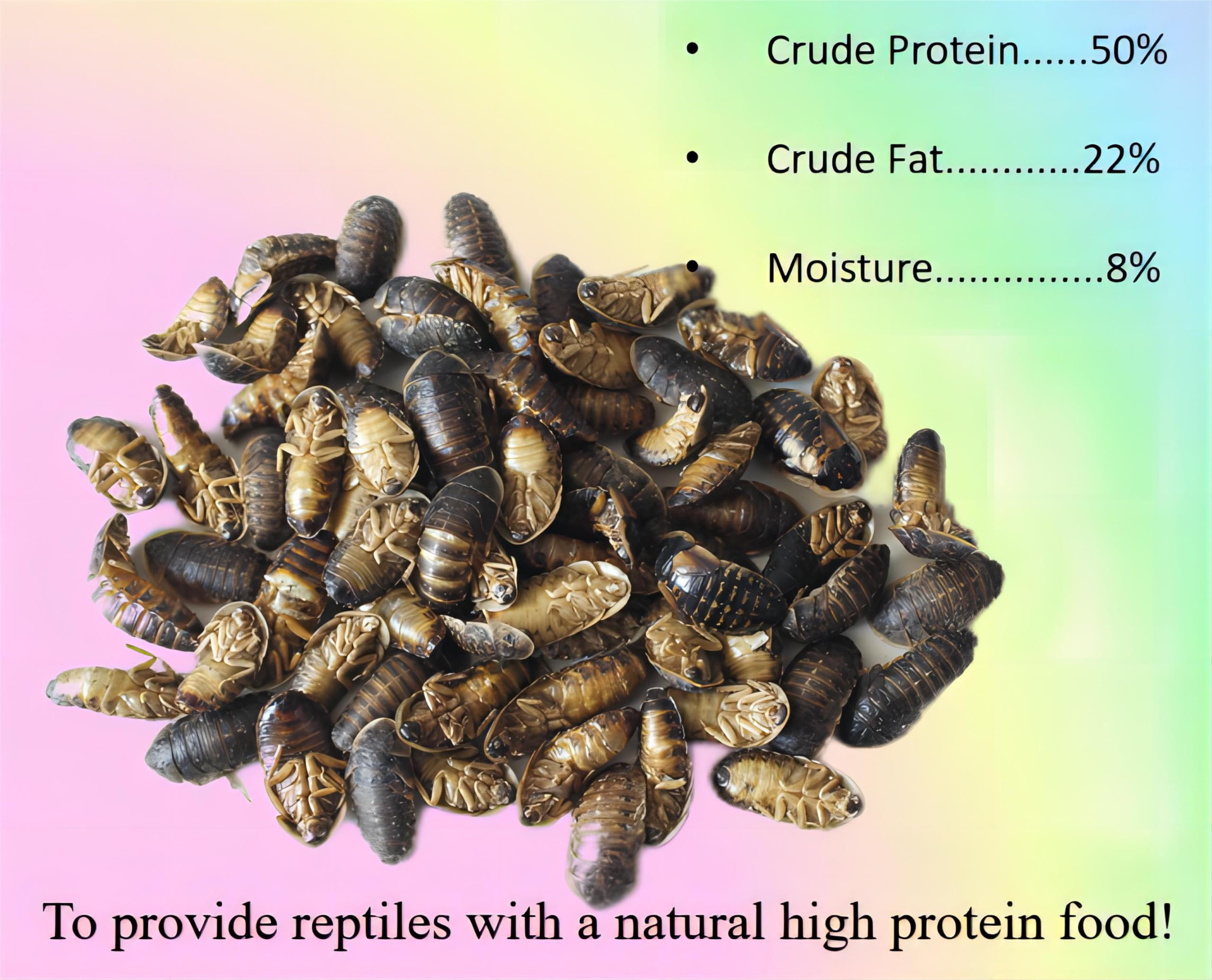 Classic Flock freeze-dried Dubia close-up shows preserved texture and natural color