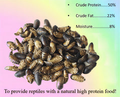 Classic Flock freeze-dried Dubia close-up shows preserved texture and natural color