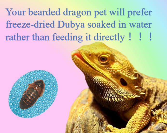 Classic Flock Dubia feeding a gecko, showcasing convenient feeding