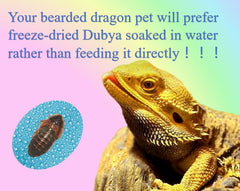 Classic Flock Dubia feeding a gecko, showcasing convenient feeding