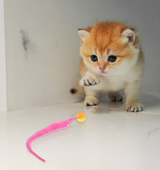 Classicseali colorful worm ball cat toy in rainbow colors for chase fun.