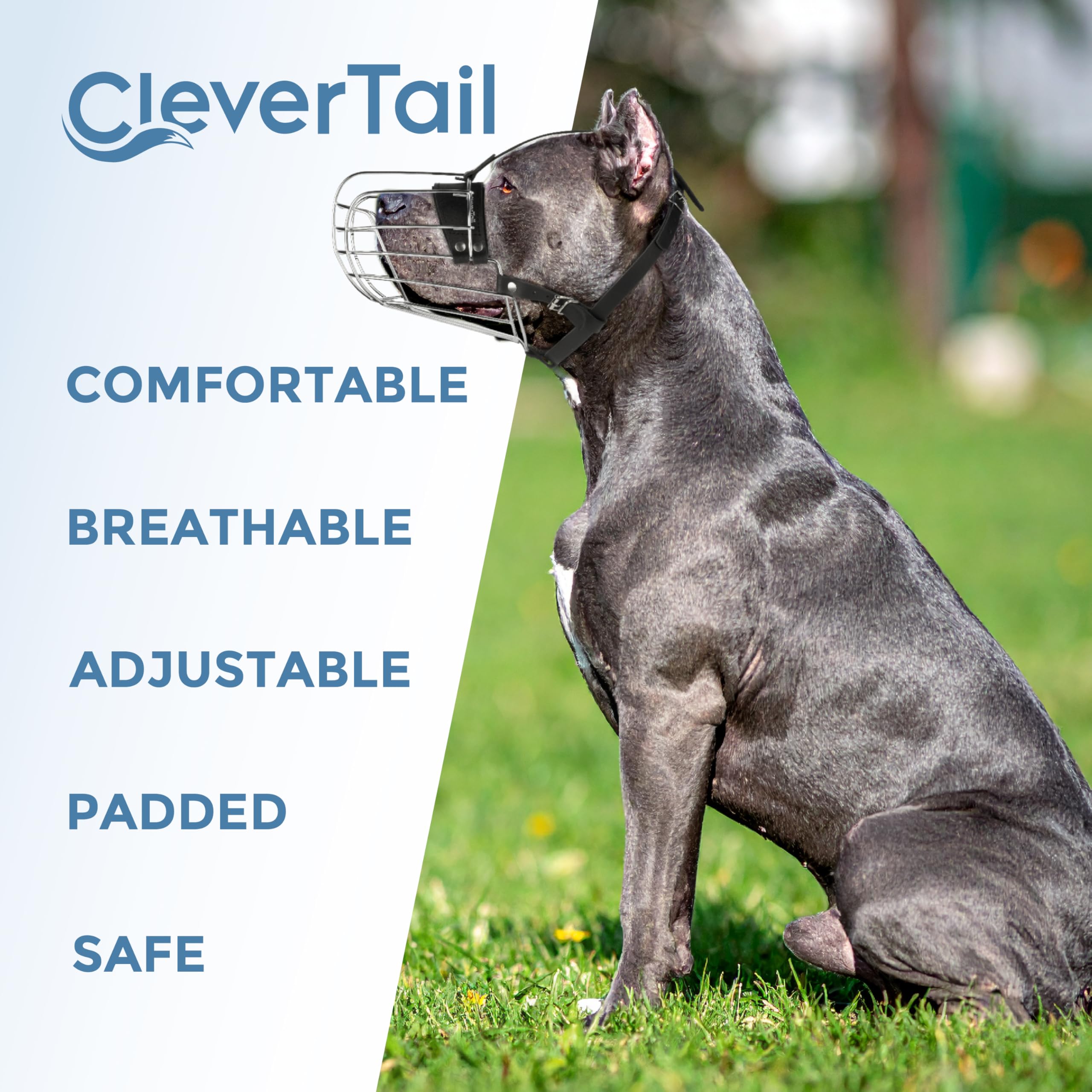 CleverTail Pitbull Muzzle on a dog during a walk suggests secure, controlled outings.