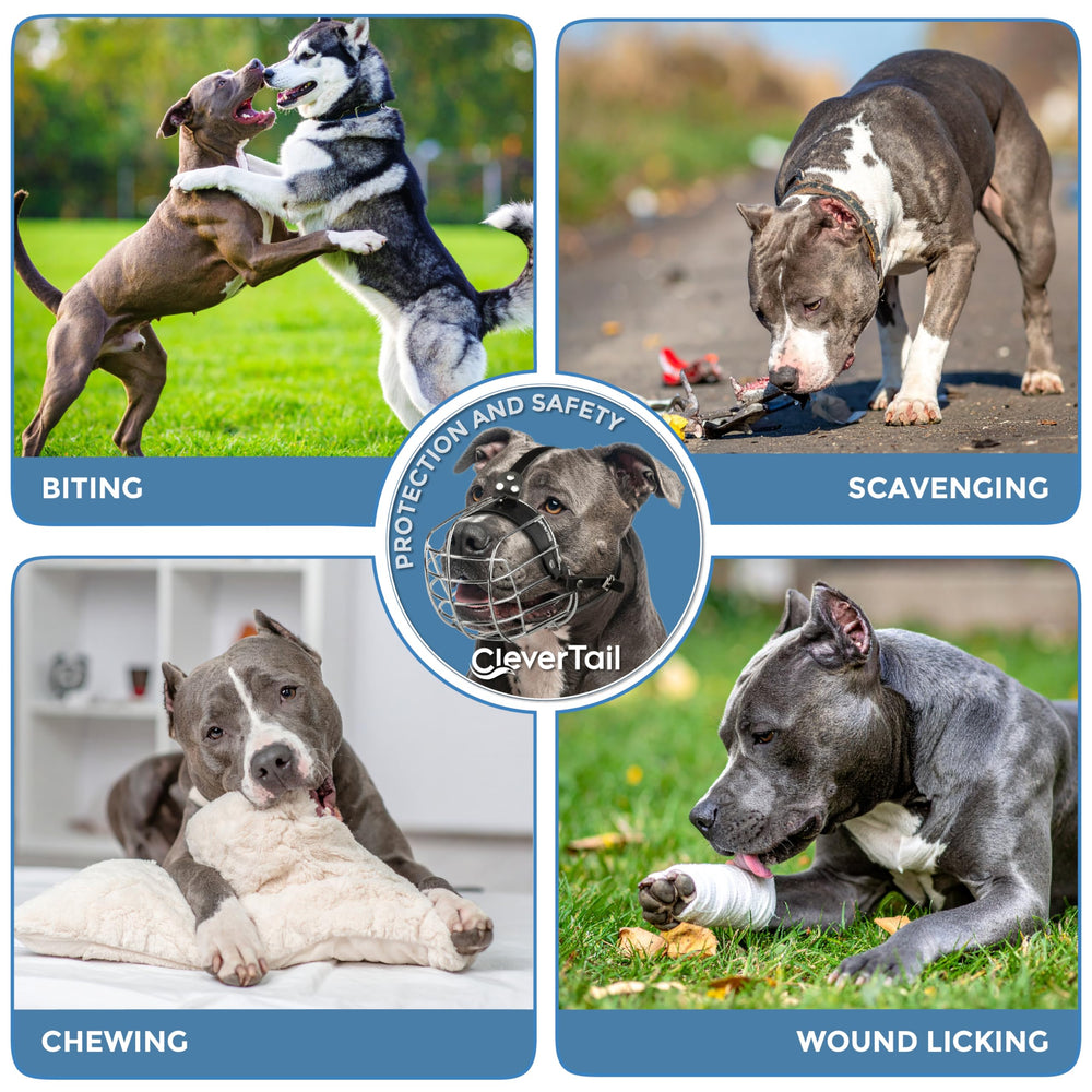 CleverTail Pitbull Muzzle during grooming visit supports safe nail trims and vet checks.