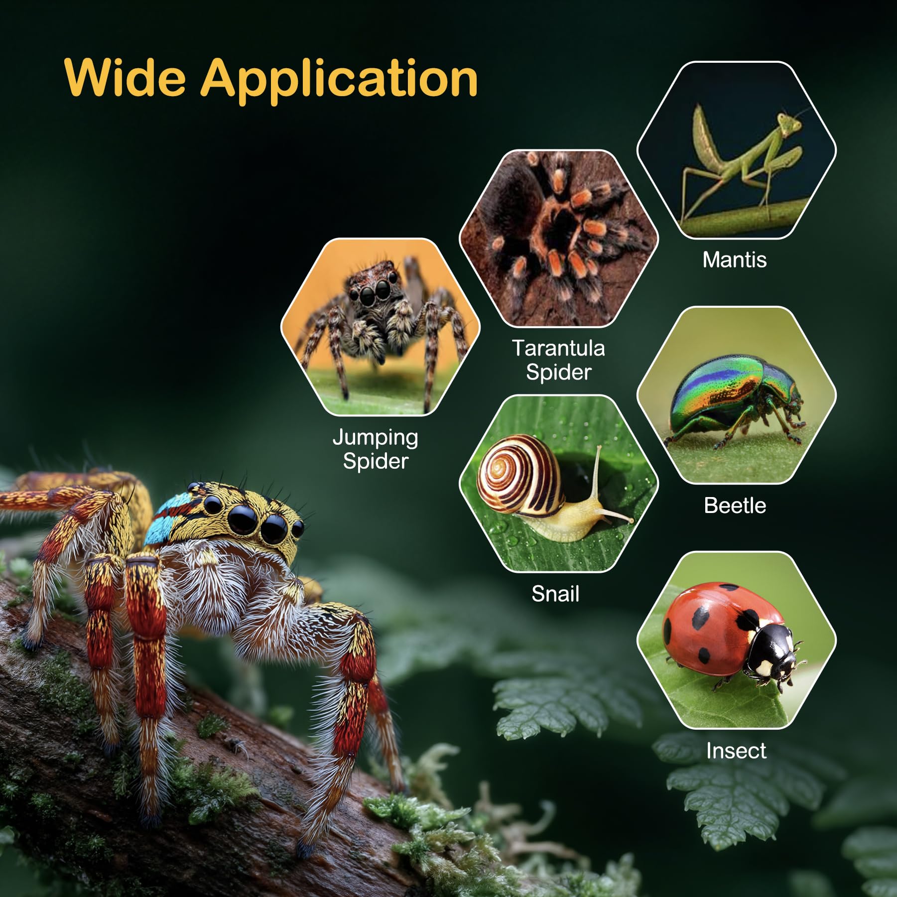 Clioran Jumping Spider Enclosure accessories set enriches habitat for natural behavior