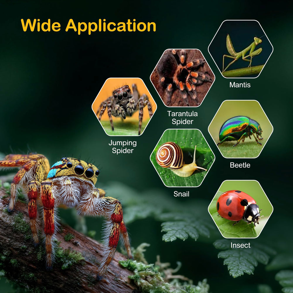 Clioran Jumping Spider Enclosure accessories set enriches habitat for natural behavior