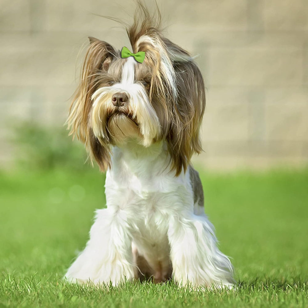 Clipband ribbons and rubber bands secure hairstyles for pets.