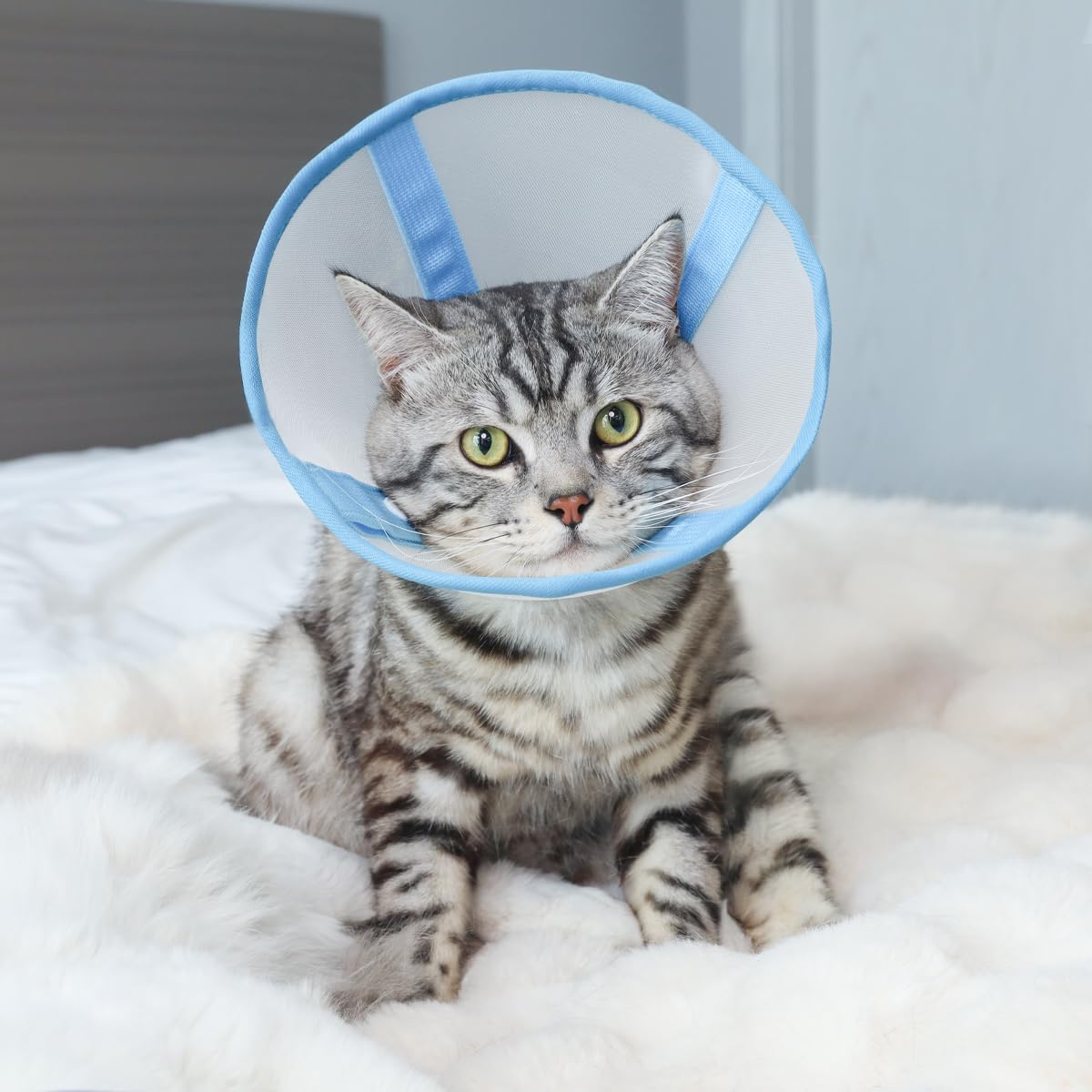 Clorvint blue cone collar in use during bath time and nail trimming