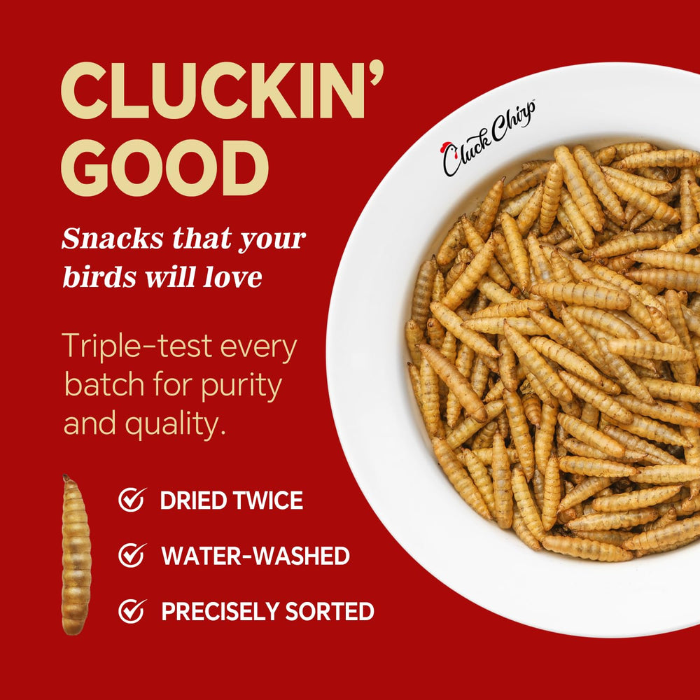 Cluck Chirp BSFL closeup, high-protein snack for stronger eggs and muscles.