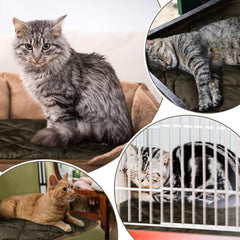 Clysee pet mat in coffee color at outdoor shelter for winter warmth option