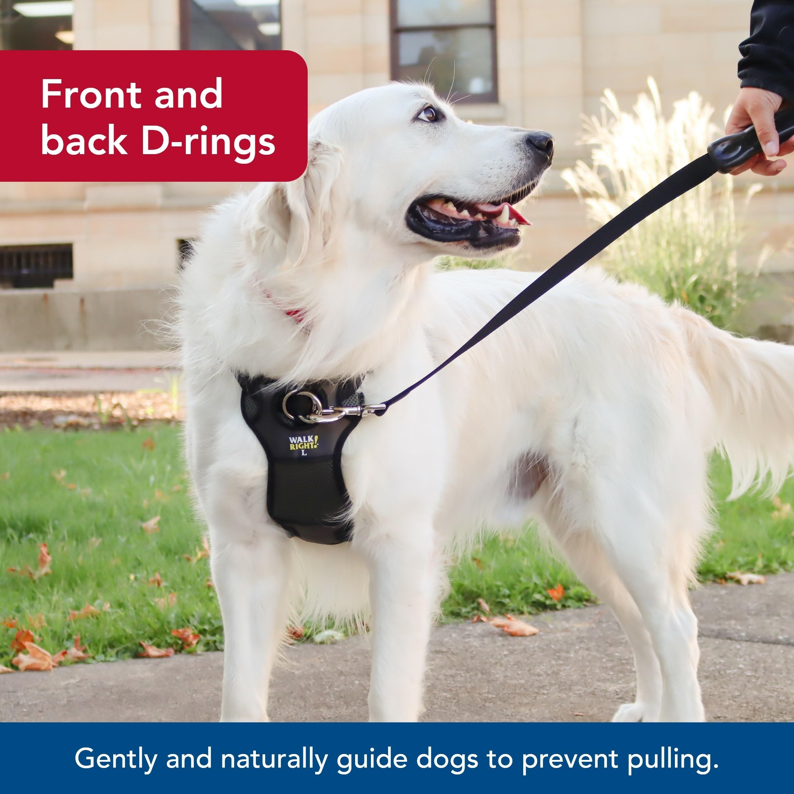 Coastal Back-Connection training option harness shown for versatile walking with less tugging