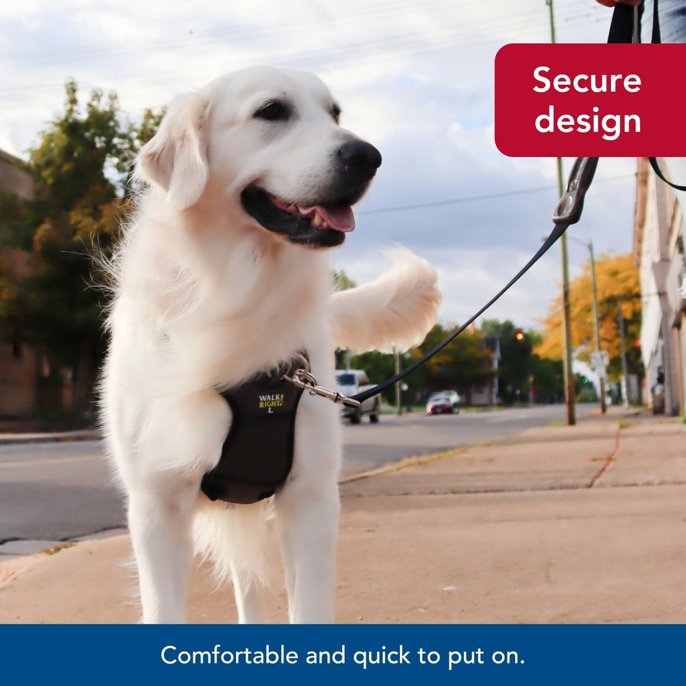 Coastal Black padded harness signals trusted Coastal Pet Supplies for quality daily walks