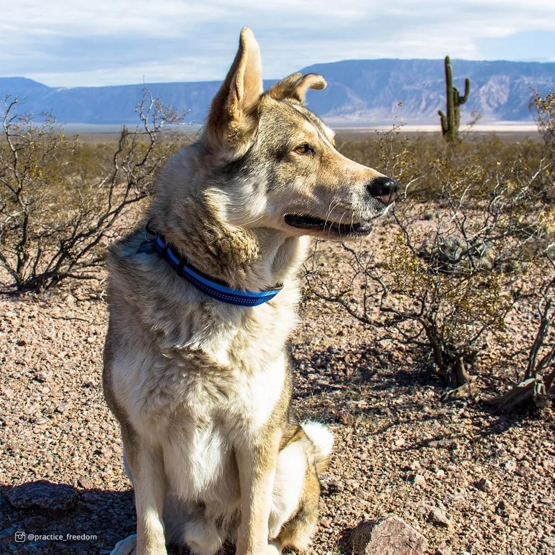 Reflective stitching on the Coastal K9 Explorer collar enhances dusk safety.