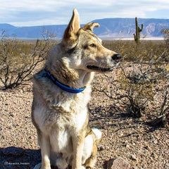 Reflective stitching on the Coastal K9 Explorer collar enhances dusk safety.
