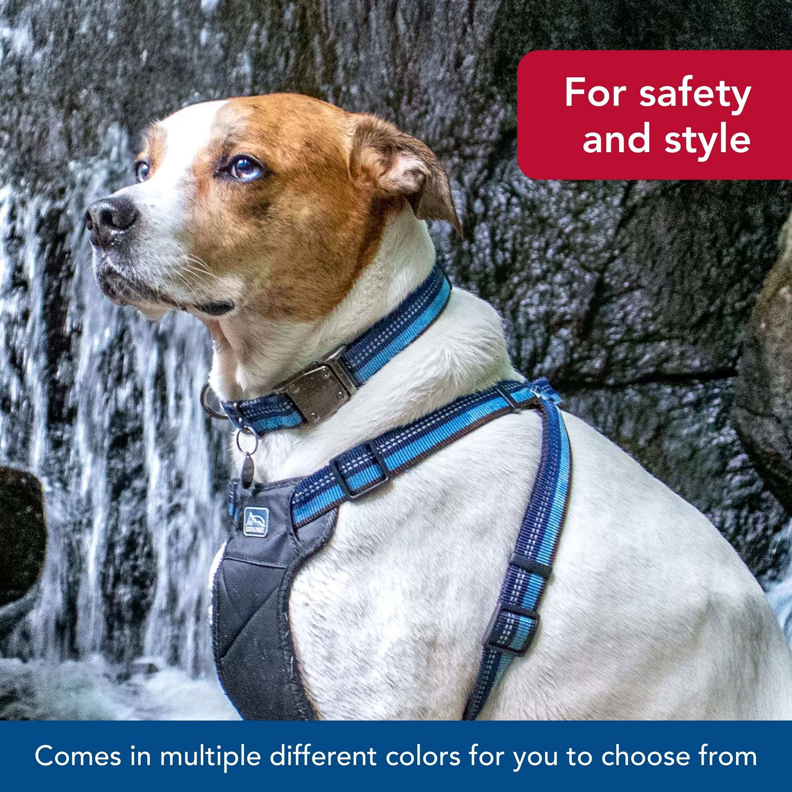 Coastal K9 Explorer sapphire close-up shows durable materials and bold color.