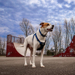 Side-release buckle on the Coastal K9 Explorer collar enables quick on and off.