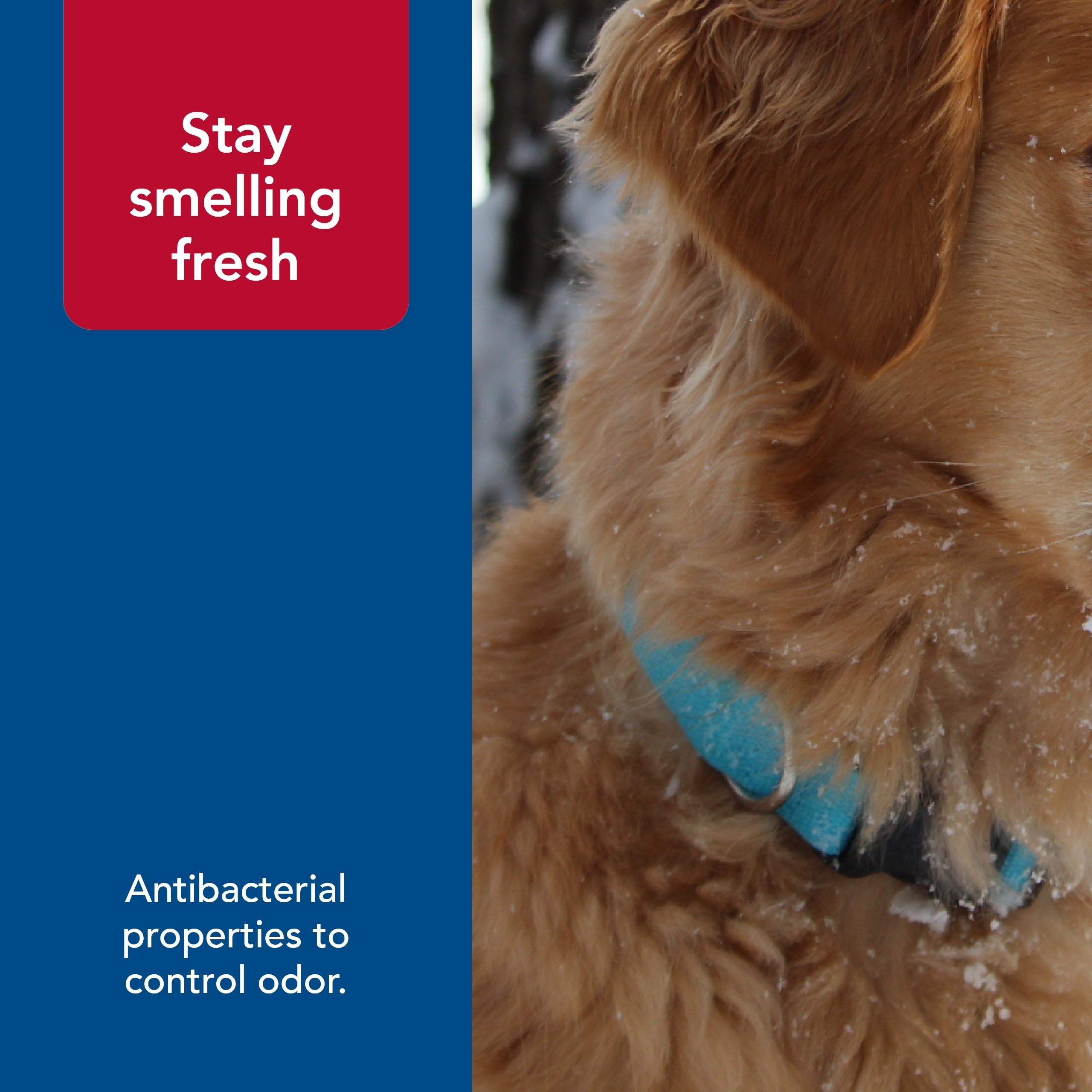 Coastal Pet New Earth Soy collar Indigo on dog during walk shows durability