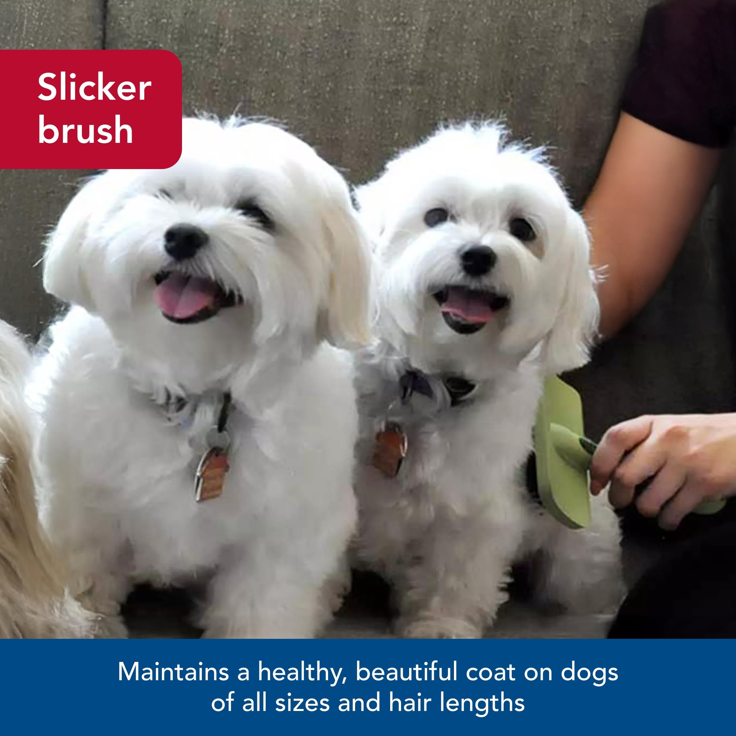 Coastal Pet Safari curved firm slicker brush brushed coat demonstrates detangling