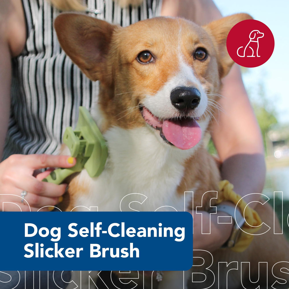 Coastal Pet Safari brush demonstrates gentle cleaning with stainless steel pins for comfort