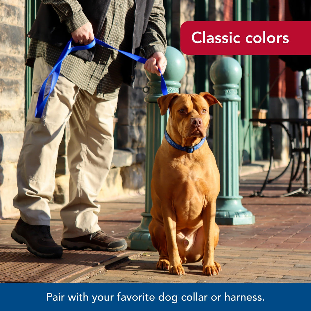 Coastal Pet Single-Ply Dog Leash teal real-world use during daily outings