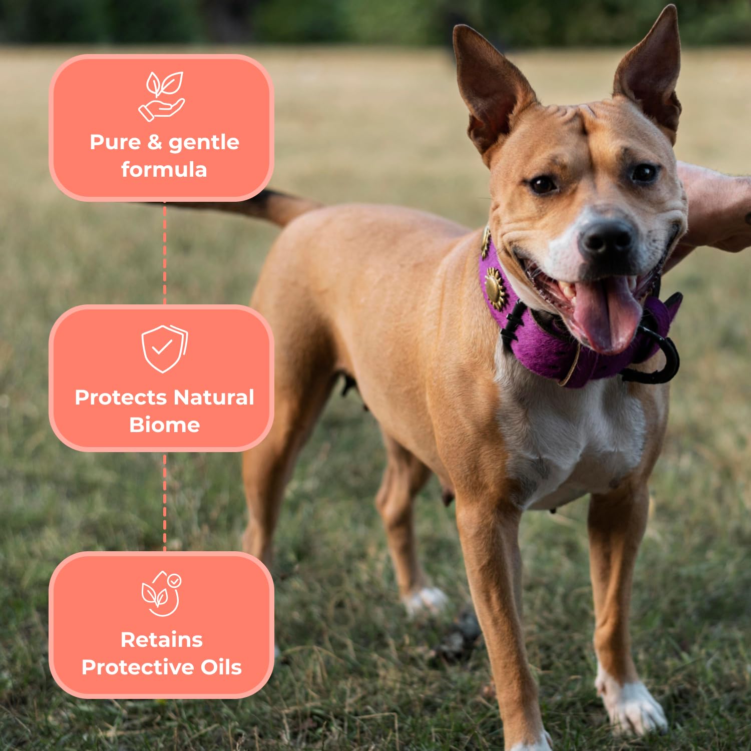 COAT DEFENSE Aloe vera-based formula nourishes skin while preserving natural oils in dogs.