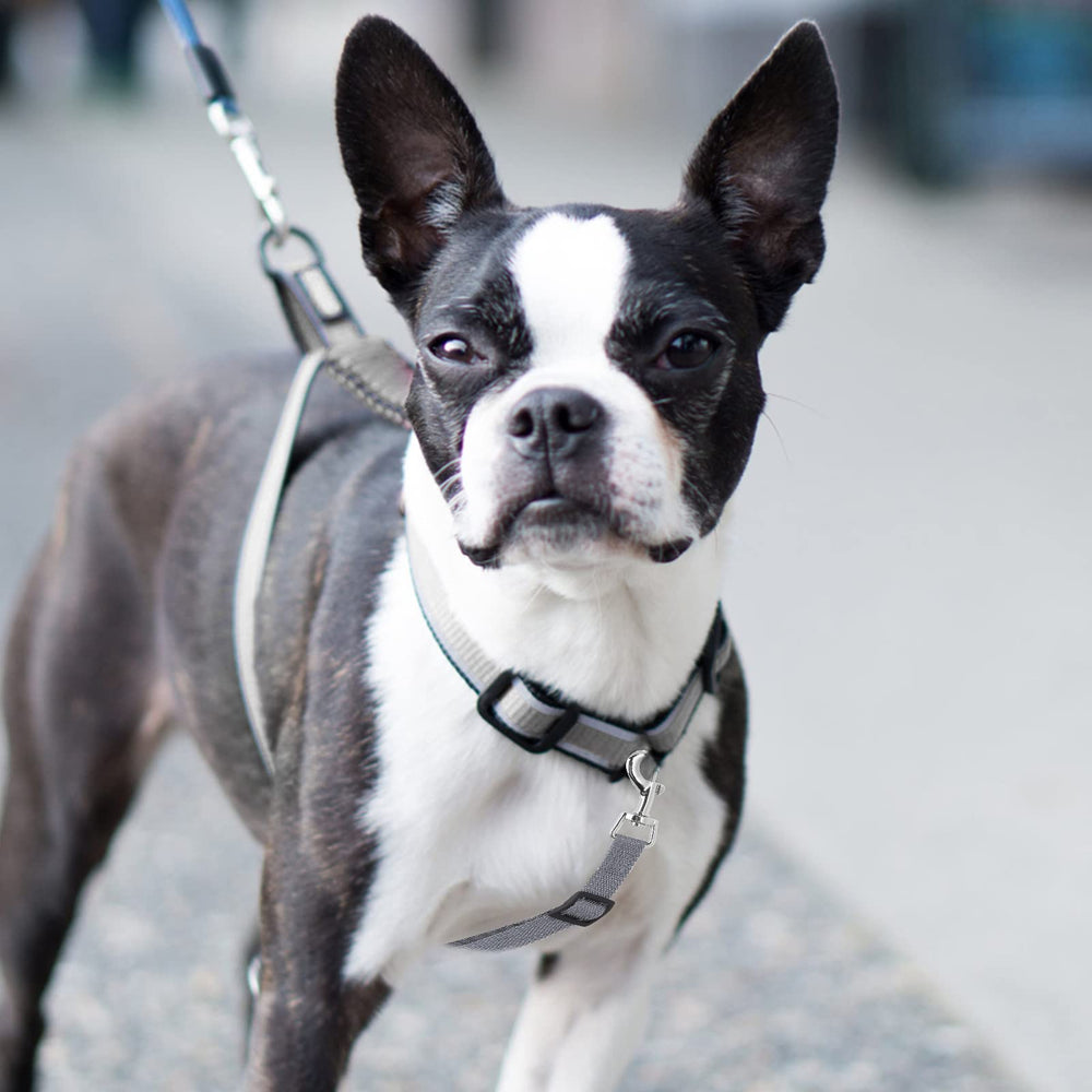 Cobee compatibility note highlights use with flat, martingale, and prong collars.