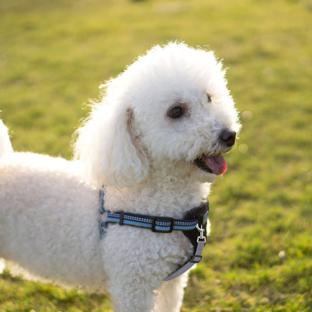 Cobee two-pack provides reliable safety backups for pets on outings.