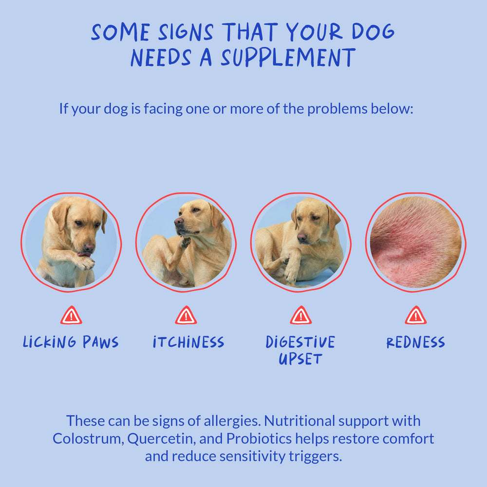 Coco and Luna colostrum powder supports gut immunity for dogs.