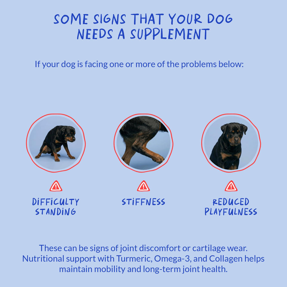 Coco and Luna turmeric dog soft chews BioPerine aids nutrient absorption in a dog wellness context.