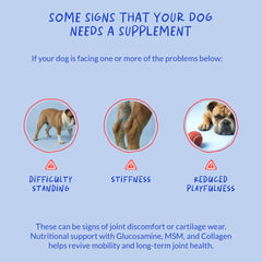Coco and Luna turmeric and omega-3 blend close-up for antioxidant-friendly canine wellness.