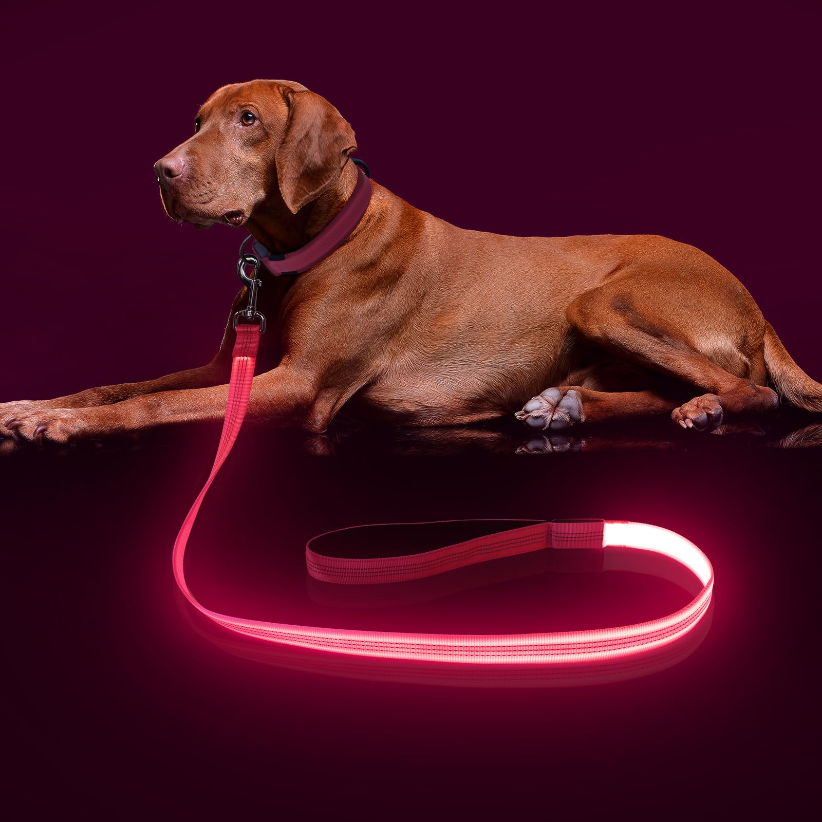 Colaseeme light up dog leash pink with glow for safer night walks.