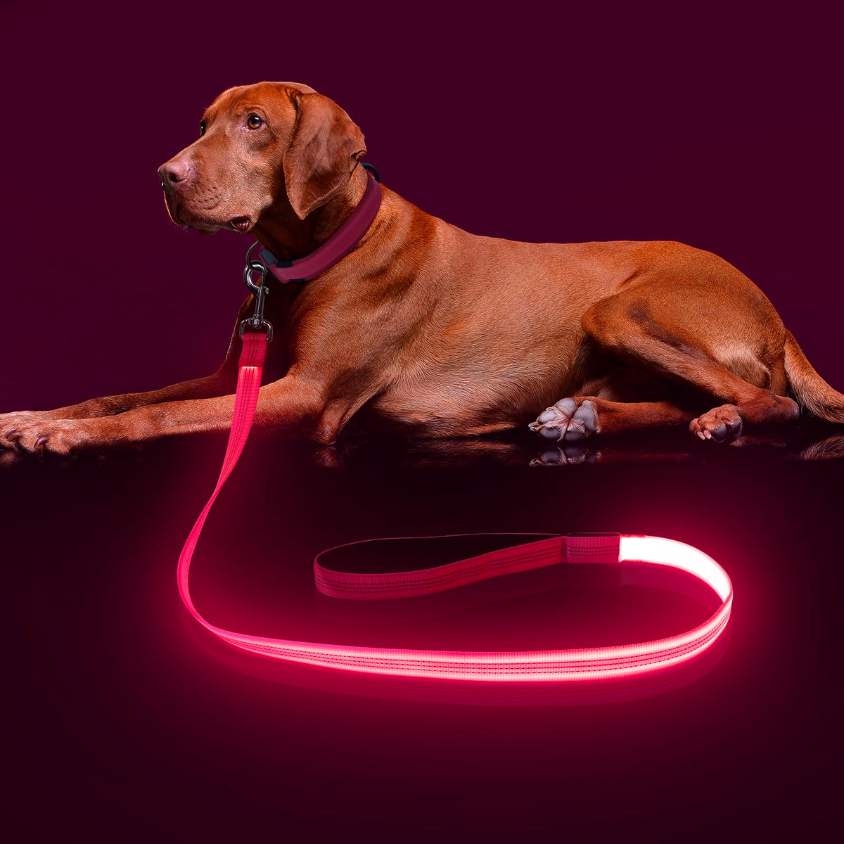 Colaseeme light up dog leash pink with glow for safer night walks.
