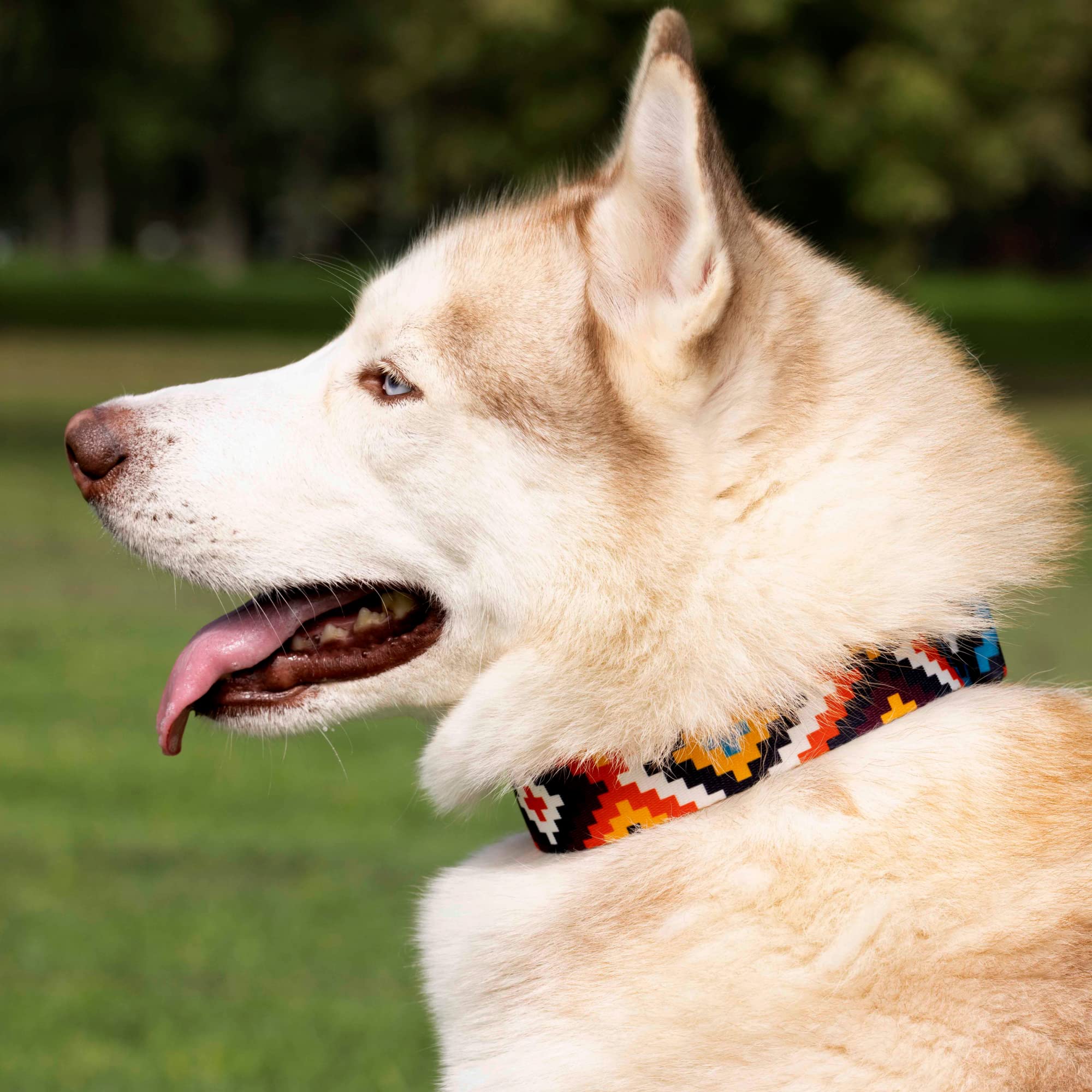 CollarDirect Aztec dog collar ideal for puppies transitioning to full-size
